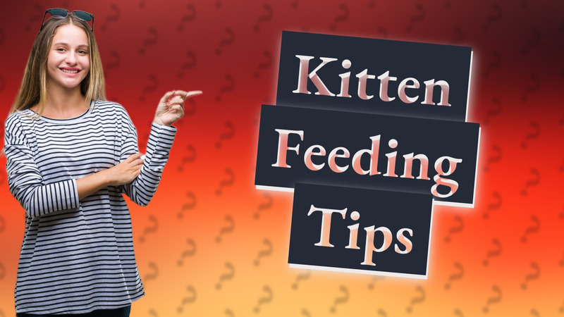 Kitten Feeding Tips