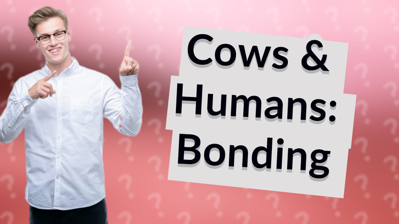 Cows & Humans: Bonding