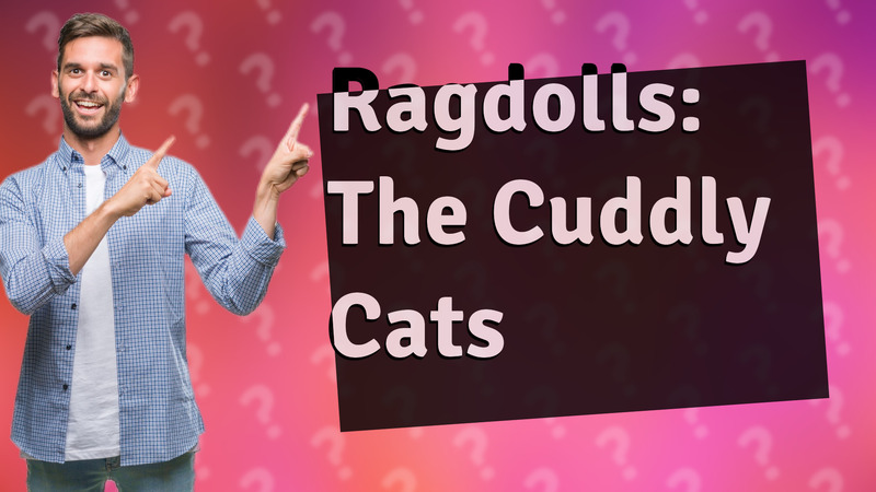 Ragdolls: The Cuddly Cats