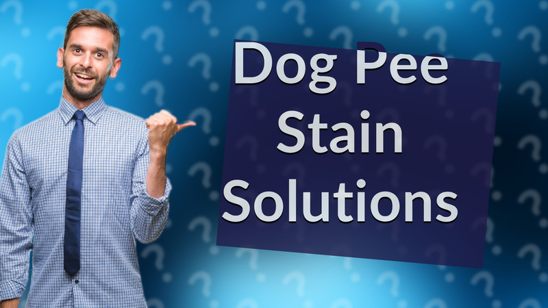 Dog Pee Stain Solutions