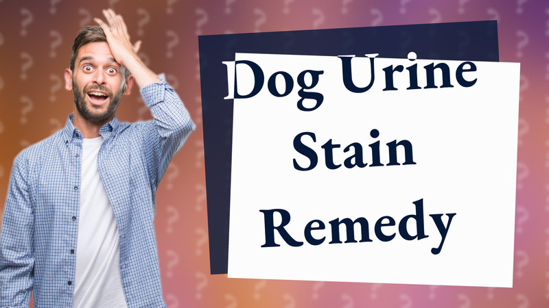 Dog Urine Stain Remedy