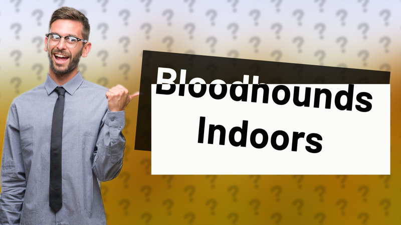 Bloodhounds Indoors