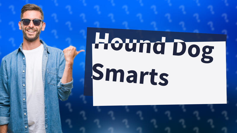 Hound Dog Smarts