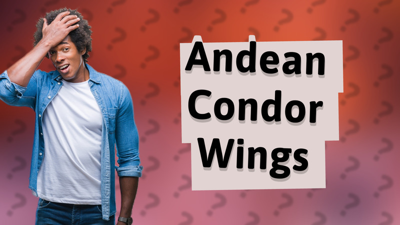 Andean Condor Wings