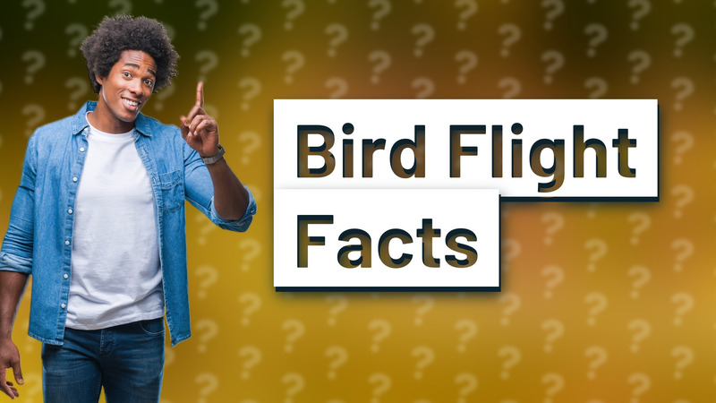 Bird Flight Facts
