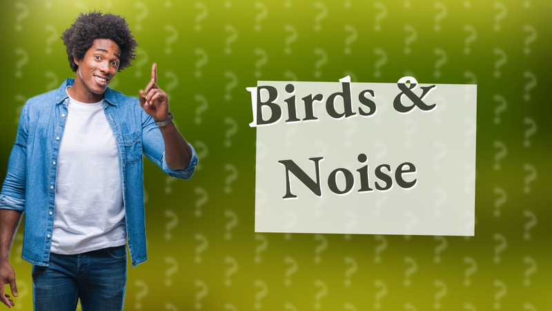 Birds & Noise