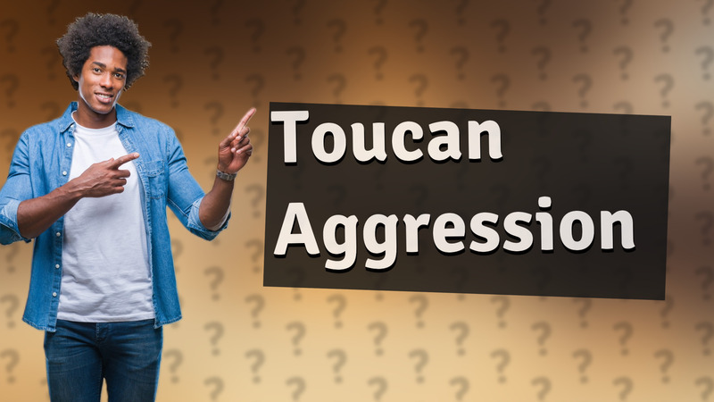 Toucan Aggression