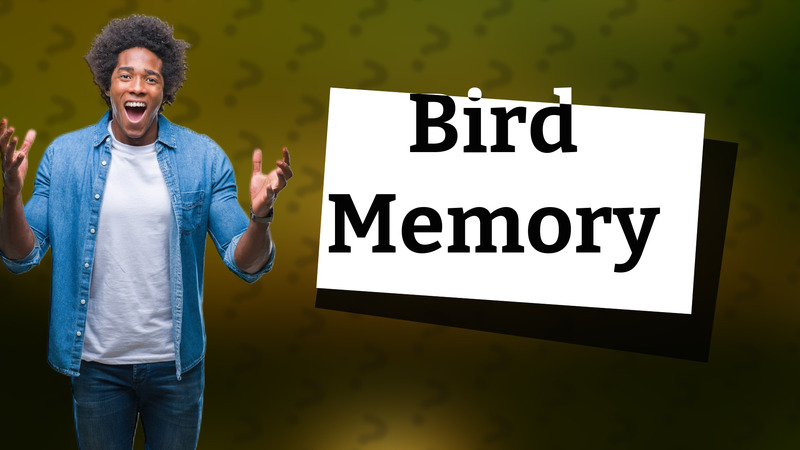 Bird Memory