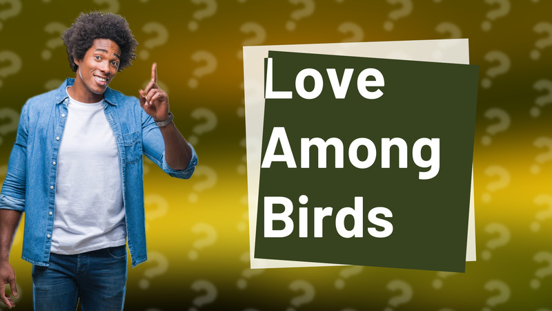 Love Among Birds