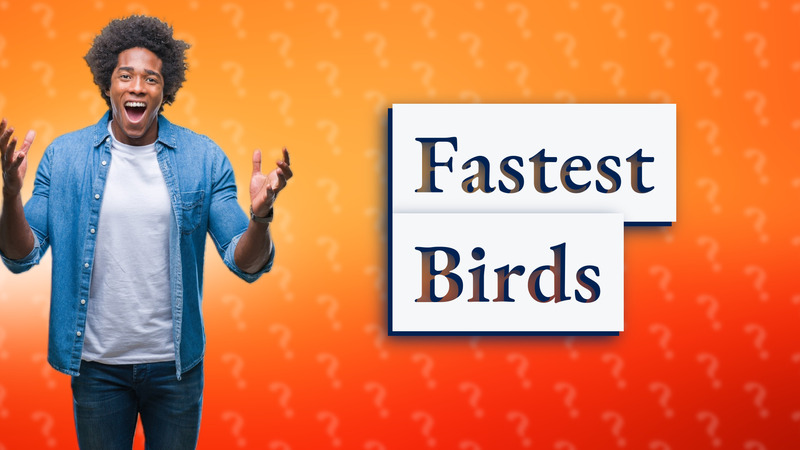 Fastest Birds