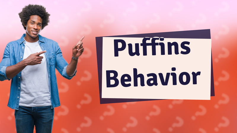 Puffins Behavior
