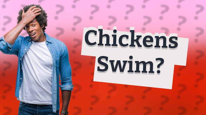 Chickens Swim?