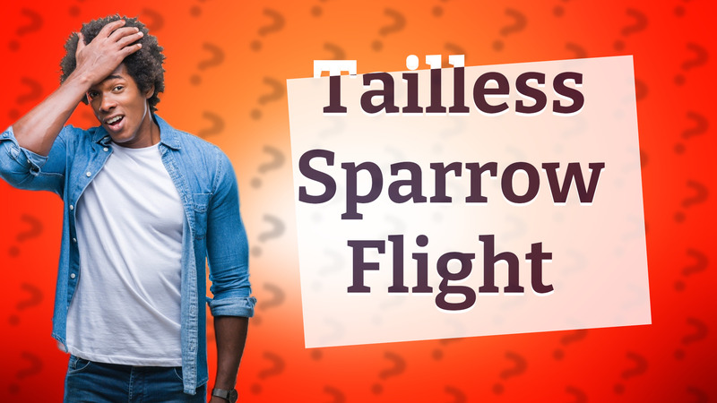 Tailless Sparrow Flight