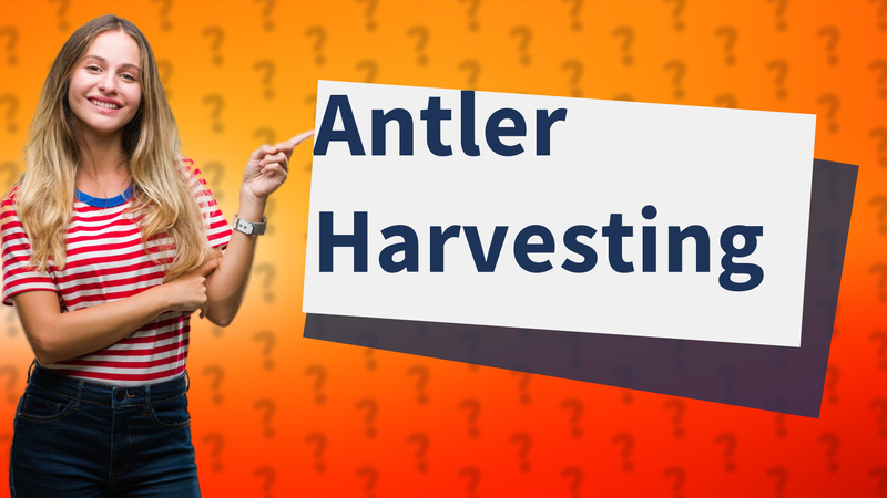 Antler Harvesting