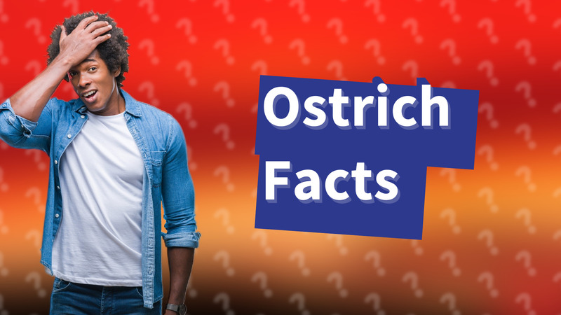 Ostrich Facts
