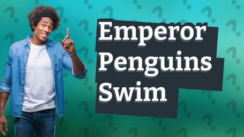 Emperor Penguins Swim