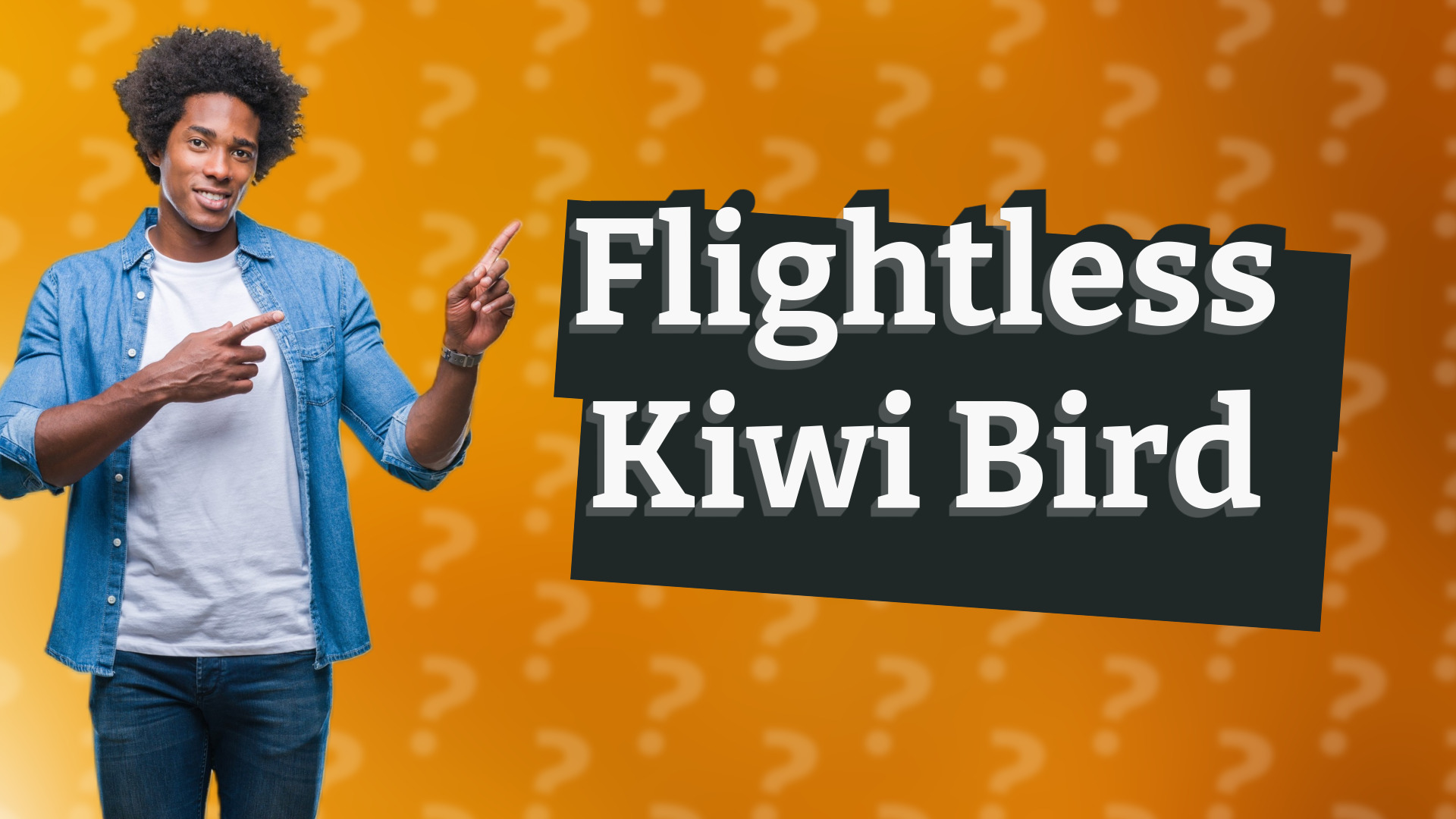 Flightless Kiwi Bird