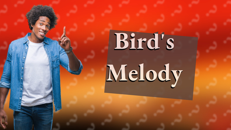 Bird's Melody