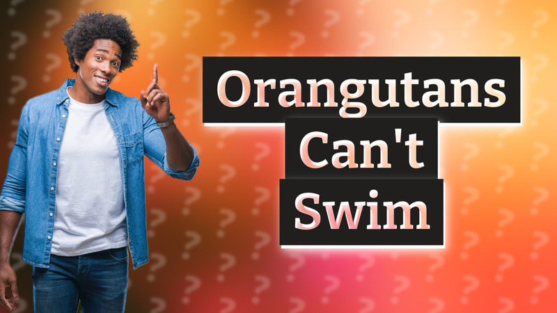 Orangutans Can't Swim
