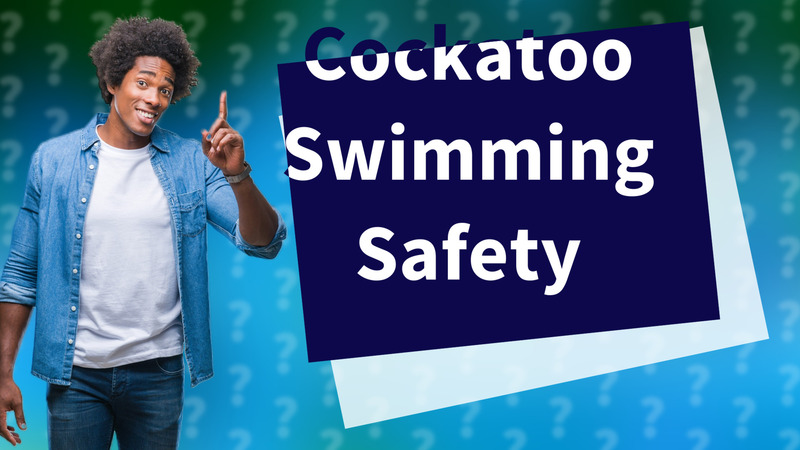 Cockatoo Swimming Safety