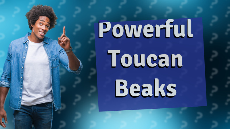 Powerful Toucan Beaks