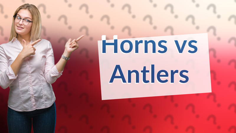 Horns vs Antlers