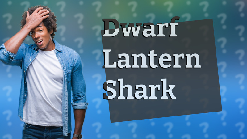 Dwarf Lantern Shark