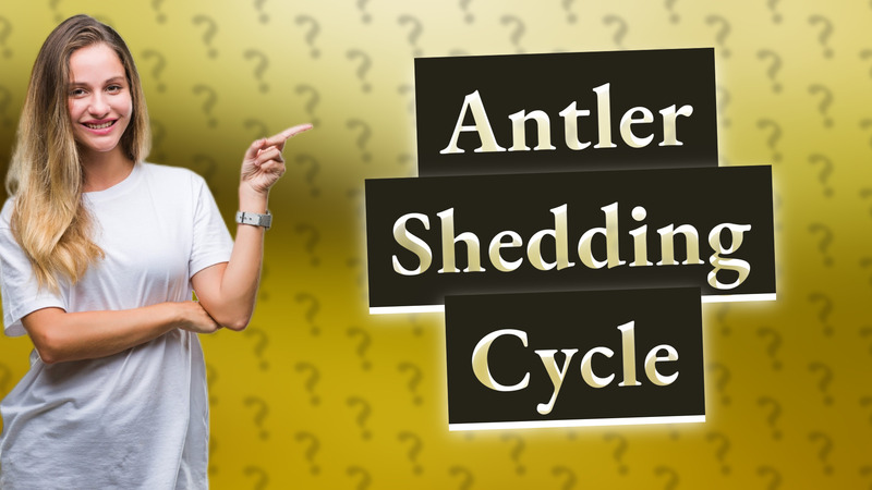 Antler Shedding Cycle