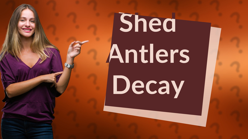 Shed Antlers Decay