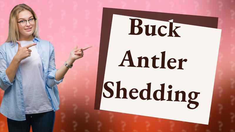 Buck Antler Shedding