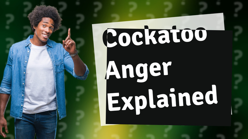 Cockatoo Anger Explained