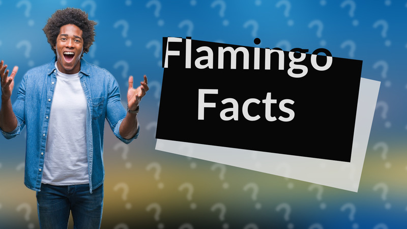 Flamingo Facts