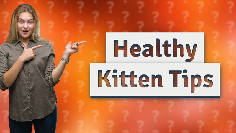 Healthy Kitten Tips