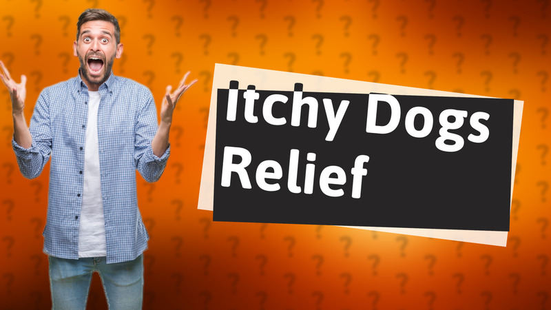 Itchy Dogs Relief