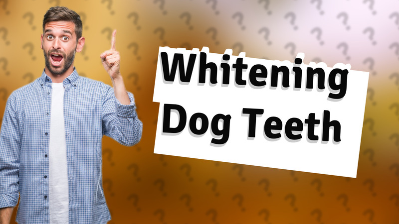 Whitening Dog Teeth