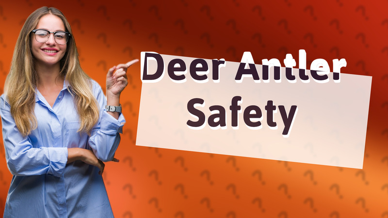 Deer Antler Safety