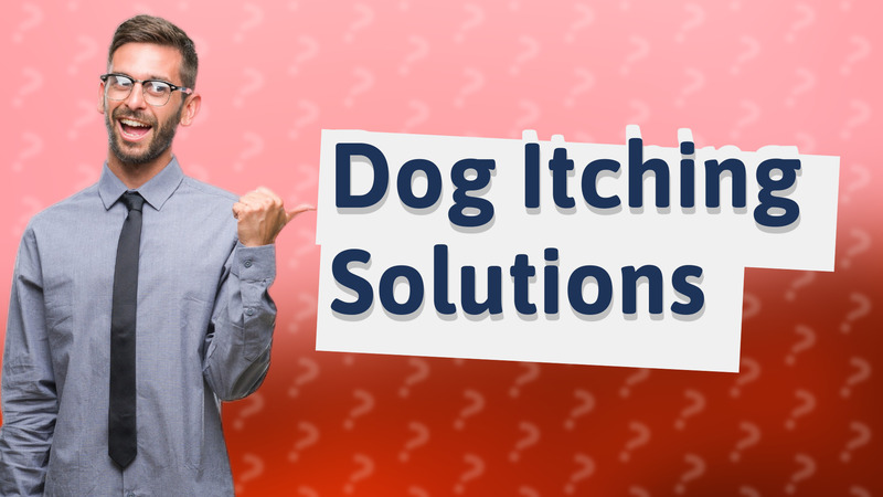 Dog Itching Solutions