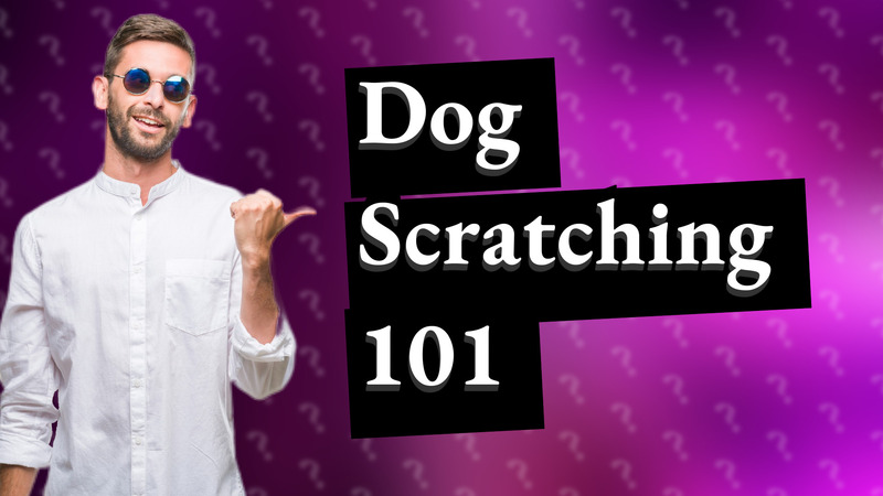 Dog Scratching 101