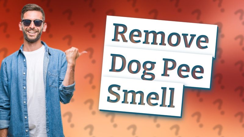 Remove Dog Pee Smell