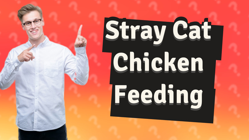 Stray Cat Chicken Feeding