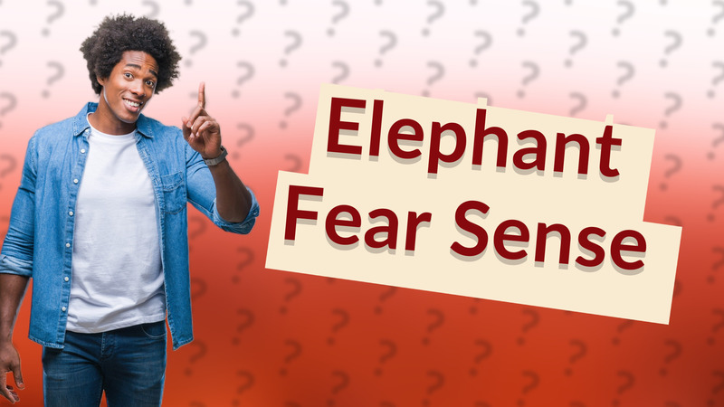Elephant Fear Sense