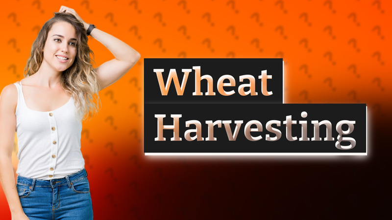 Wheat Harvesting