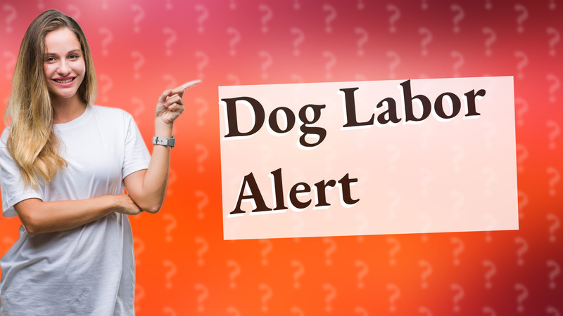 Dog Labor Alert