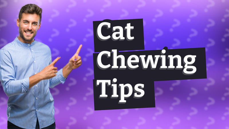 Cat Chewing Tips