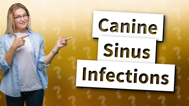 Canine Sinus Infections