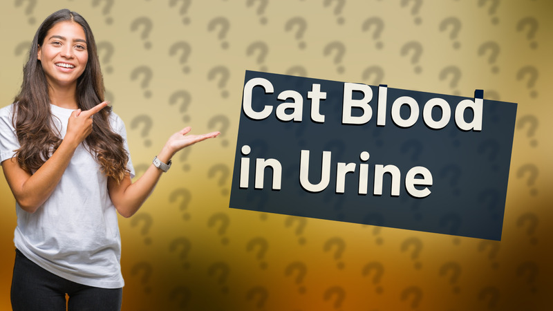 Cat Blood in Urine
