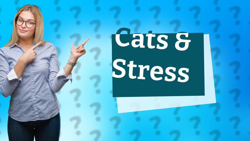 Cats & Stress