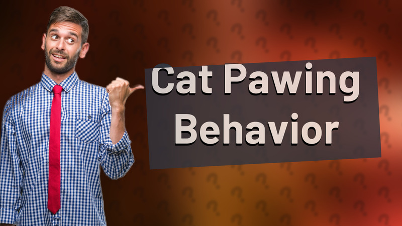 Cat Pawing Behavior