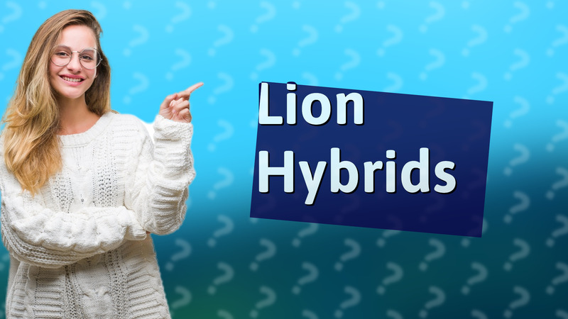 Lion Hybrids