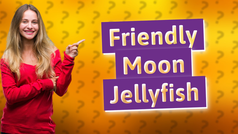 Friendly Moon Jellyfish